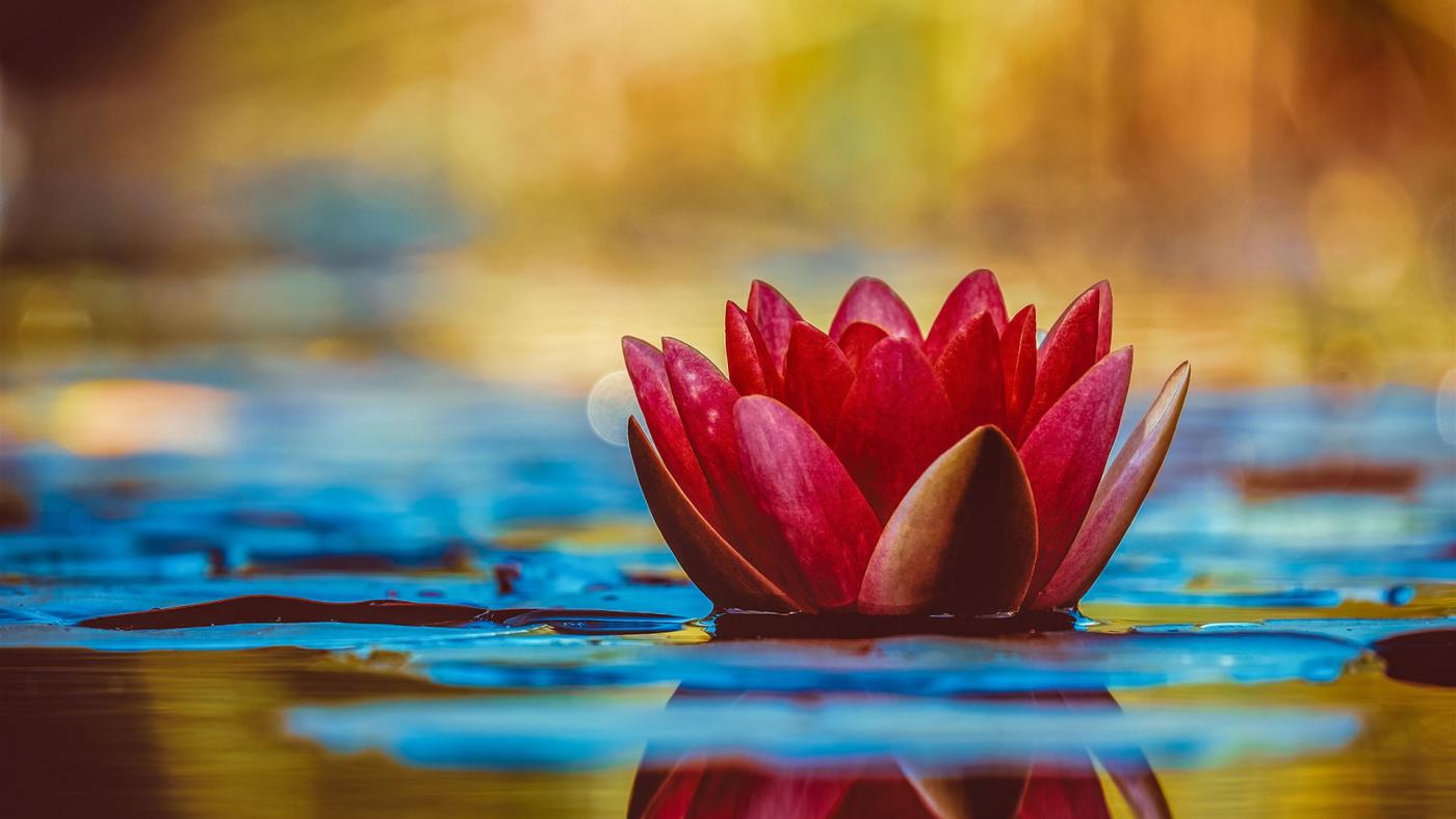 Selektiver Fokus Fotografie Der Roten Seerosenblume In Der Blüte